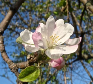 King apple blossom