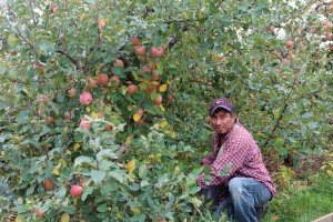 An apple picker kneels by a Fuji tree in Virginia's Shenandoah Valley